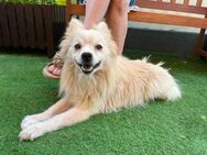 Maddox-SR, Kuschelmaus sucht Körbchen! - Neustadt (Rübenberge)