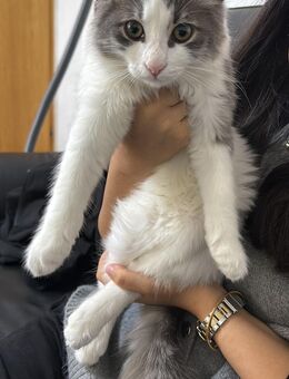 Katze Kater 9 monate alt - Bottrop