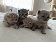 Britisch Kurzhaar Kitten - Bad König