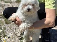 Kleiner Kumpel sucht große Freundschaft - München