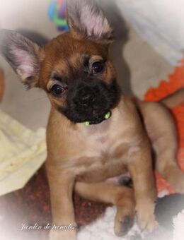 Französische Bulldoggen Welpen aus langjähriger deutscher Zuchtstätte von komplett ausgewerteten Elterntieren - Frankfurt (Main)