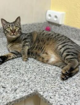 Aufgeschlossene, kuschelige POM! - Geilenkirchen