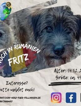 FRITZ - süßer Fratz zum knuddeln - Waakirchen