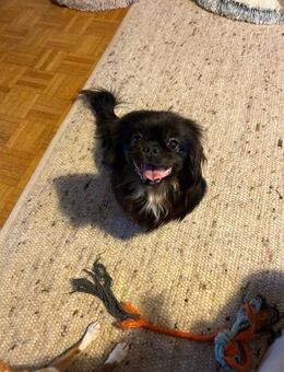 Polly sucht ihr Zuhause 🐾 - Kassel