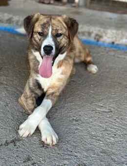 charmanter Rüde, Bowie, 2 Jahre sucht - Köln