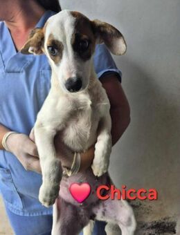 Chicca - ein hübsches Welpenmädchen - Höchst (Odenwald)