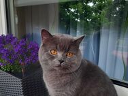 BKH Kater blue (junge Deckkater) wartet dringend auf einen Damenbesuch, geimpft, hat BLUTGRUPPE A. Nicht verkauft - Bremerhaven