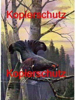 Alte Ansichtskarte „Birkhahn“, gelaufen 1908 - Landsberg
