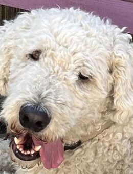 Havas - nicht unbedingt ein Kinderfreund - Süderbrarup