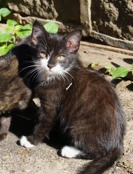 Katzenbabys / Kitten / Katzenbaby abzugeben - Wettrup
