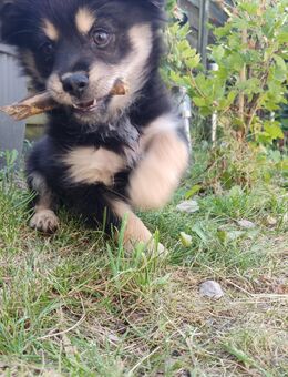 Chihuahua Mischling Welpe - Burscheid
