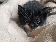 Putzige kleine kitten(schwarz-weiß) - Velbert