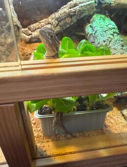 Zwerg Bartagame mit Terrarium - Steinfurt