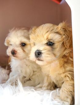 2 Maltipoo Mischlinge - Schweich