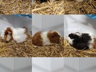 MEERSCHWEINCHEN Rex, glatte und Rosetten - Edingen-Neckarhausen