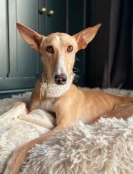 Flecha - Zuhause gesucht - Duisburg
