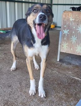 Tom liebt Hunde & Katzen - Schlitz