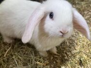 Kaninchen /Zwergkaninchen Weiß blau Augen zwergwidder Weibchen - Baar-Ebenhausen