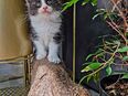 Maincoon Katzen zu verkaufen in 63452