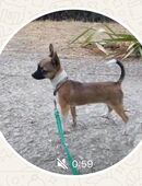 Chihuahua Hündin 1 Jahr in 55122