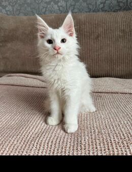 Hübsches Maine Coon Kitten weiblich sucht dich - Wismar