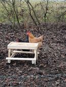 Hühner Picknicktisch aus Holz – Handgefertigt in 83413