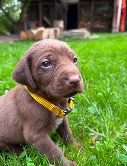 Labrador – Weimaraner Mix - Brunn (Mecklenburg-Vorpommern)