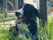 Schüchterner Tarzan sucht seine Familie - Leonberg (Baden-Württemberg)