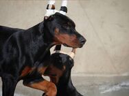 Dobermann-Welpen – reinrassig mit Papieren und Ahnentafel - Regensburg