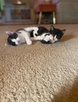 Noch 2 kitten suchen ein neues Zuhause - Osnabrück
