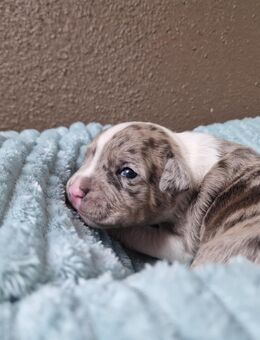 Einzigartige American Bully XL welpen - Frickenhausen