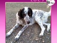 💖 LUCY 💖 - ZUM STERBEN AUSGESETZT! - Alfeld (Leine)