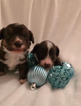 Corgipoo Welpen - Königsbrunn