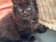 BLH KITTEN - Dachau