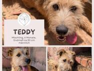 Teddy - ein kleiner Sonnenschein mit Bar - Brühl (Nordrhein-Westfalen)