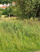 Wiese zum selber Mähen oder Sensen in 97725