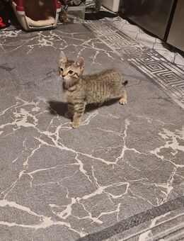 Katze Tiger - Düsseldorf