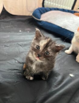Maine Coon x Britisch Kurzhaar Kitten - Schwandorf Zentrum