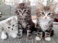 Sehr verschmuste Sibirische Katzen - Limeshain