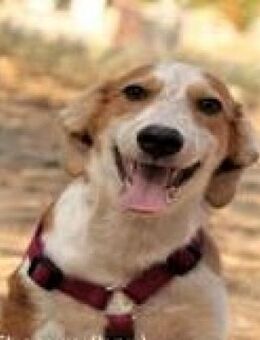 THOMAS & TILL - Einzelvermittlung - Kempen