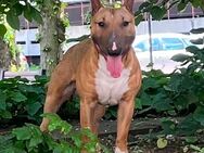 Mini Bulli Rüde fawn smut 11 Monate alt - Berlin Charlottenburg-Wilmersdorf