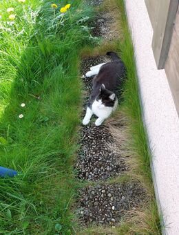 Katze - Windischeschenbach