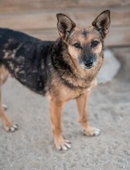 AMIRA WÜNSCHT SICH EINFÜHLSAME MENSCHEN - Mönchengladbach
