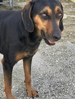 Sara Mix Hündin ca.3,5 Jahre alt in GR - Reutlingen