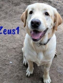 Zeus1 sportlich und clever 08/24 ESP - Ruppertsecken