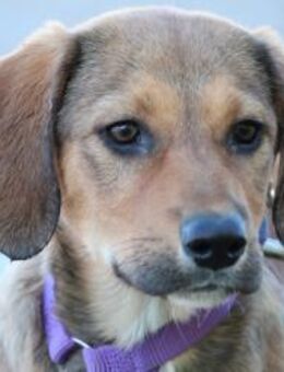 Peaches unser Herzenshund... - Hagen (Stadt der FernUniversität)