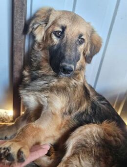 🌸🐾 JURI sucht ein Zuhause 🐾🌸 - Ludwigshafen (Rhein)