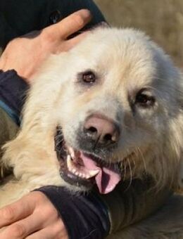 Traumhund LEON 2 - Gefrees
