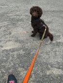 Zwergpudel schoko 5 Monate schweren Herzens abzugeben in 63225