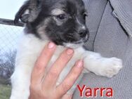 YARRA ❤ sucht Zuhause oder Pflegestelle - Langenhagen